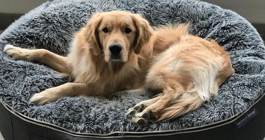 Golden Retrievers are charming irresistible big dogs with big hearts
